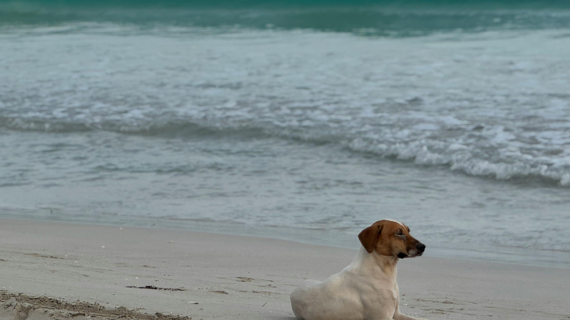 Descubra as Melhores Praias Pet Friendly em SP e Como Aproveitar com Seu Animal de Estimação Descubra as Melhores Praias Pet Friendly em SP e Como Aproveitar com Seu Animal de Estimação