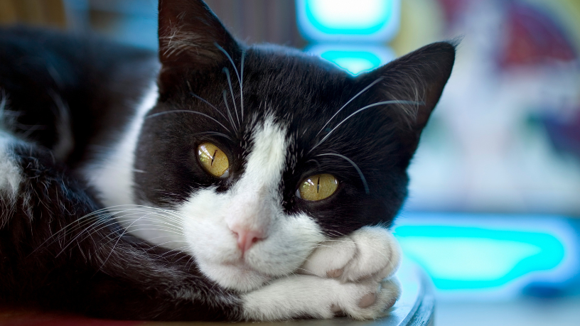 Purina Pro Plan: Novas Fórmulas e o Futuro da Longevidade dos Pets