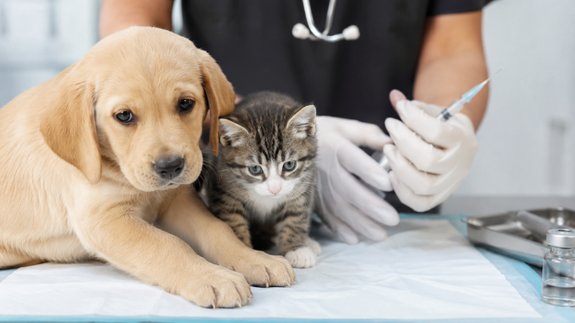 Vacinação de filhotes: o guia completo para proteger cães e gatos nos primeiros meses de vida