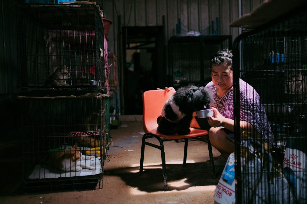 União Europeia aprova regras inéditas para bem-estar e rastreabilidade de cães e gatos Mulher alimenta um cão em um abrigo para animais, enquanto gatos permanecem em gaiolas ao fundo.