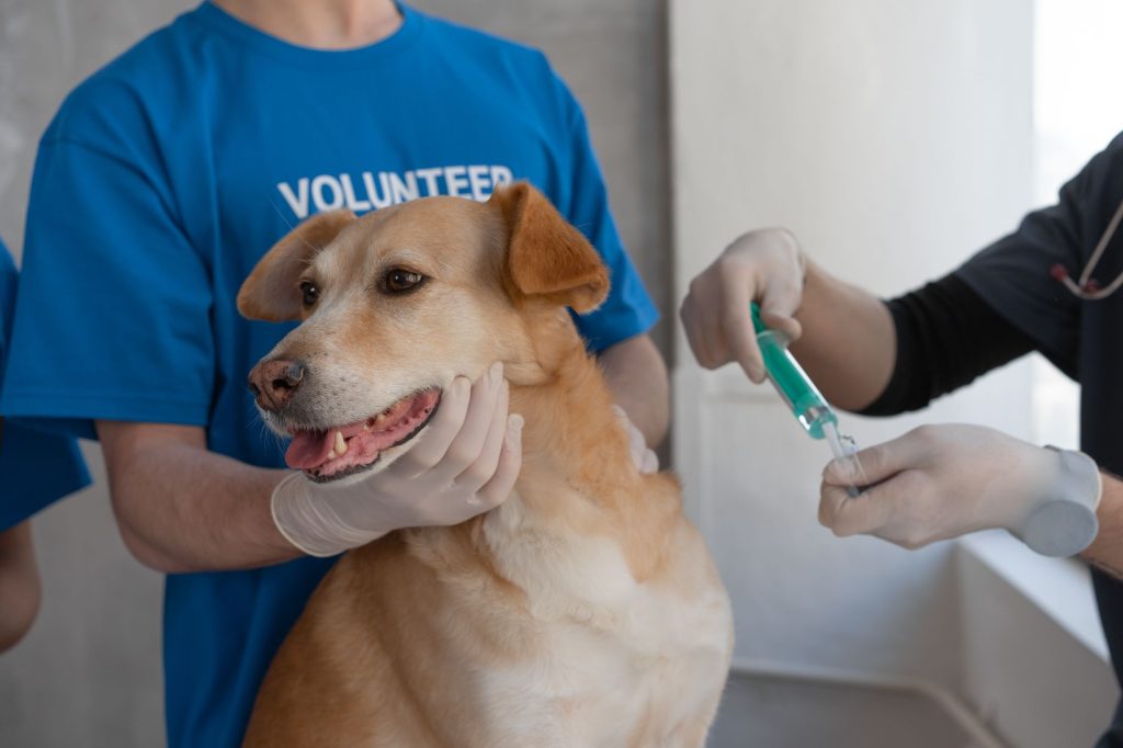 Bhutan é validado pela OMS por eliminar a raiva humana transmitida por cães Veterinário aplica vacina em um cão segurado por um voluntário em uma clínica.