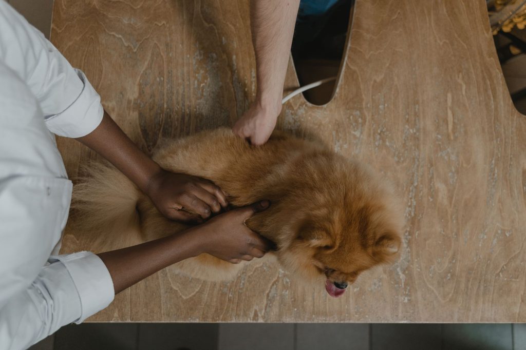 USDA anuncia reforço na fiscalização e nas regras de bem-estar para cães nos Estados Unidos Veterinário examina um cão da raça Pomerânia sobre uma mesa em uma clínica.