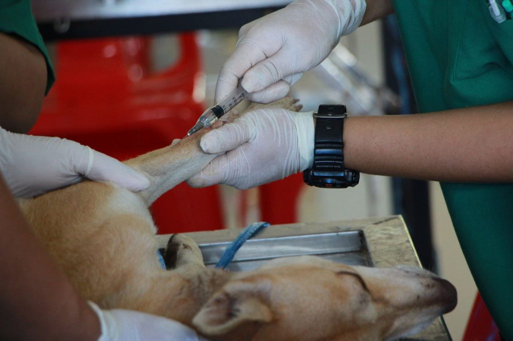 Veterinário aplica uma injeção em um cão durante atendimento em uma clínica.