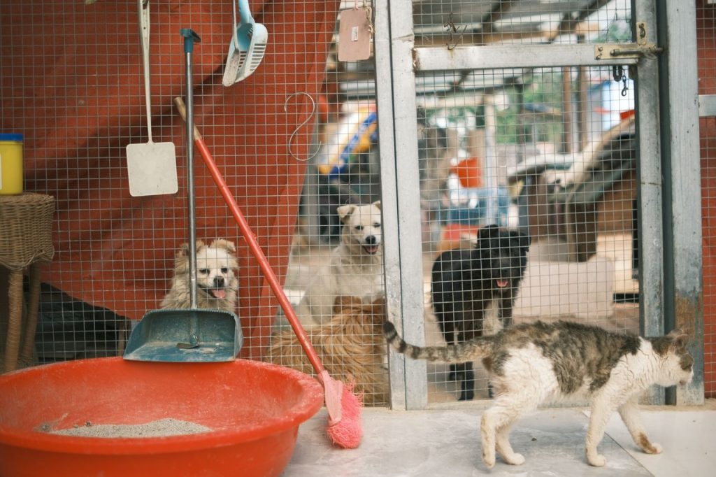 Cães e um gato em um abrigo para animais, próximos a gaiolas de alojamento.