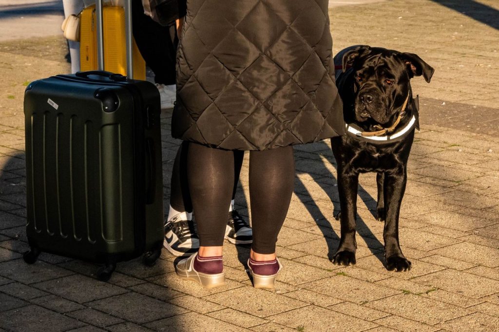 Cães e gatos terão novas etapas para entrar na Nova Zelândia em 2027 Viajante caminha ao lado de um cachorro e puxa uma mala durante uma viagem.
