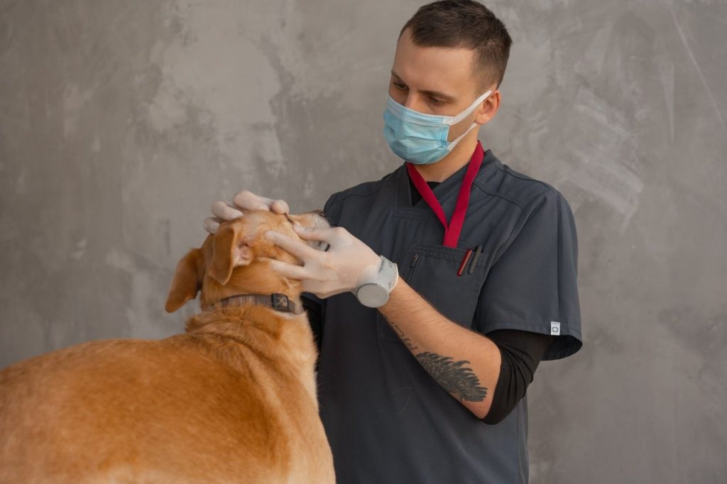 Veterinária usando máscara examina uma cadela durante um atendimento em clínica.