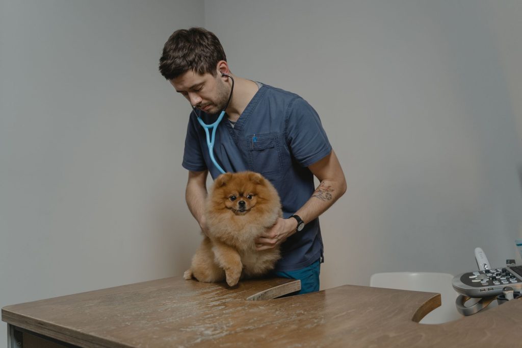 Veterinário examina um cão da raça pomerânia com um estetoscópio em uma clínica.