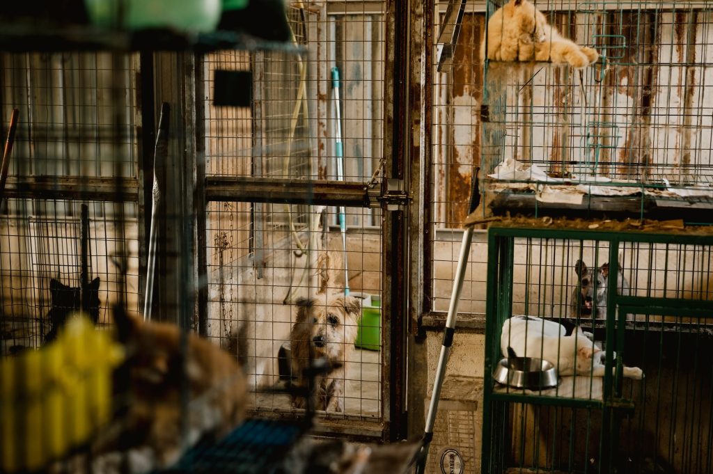 Cães e gatos aguardam adoção em gaiolas de um abrigo de animais.