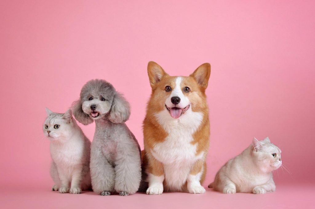 Cão e gato juntos em ambiente externo.